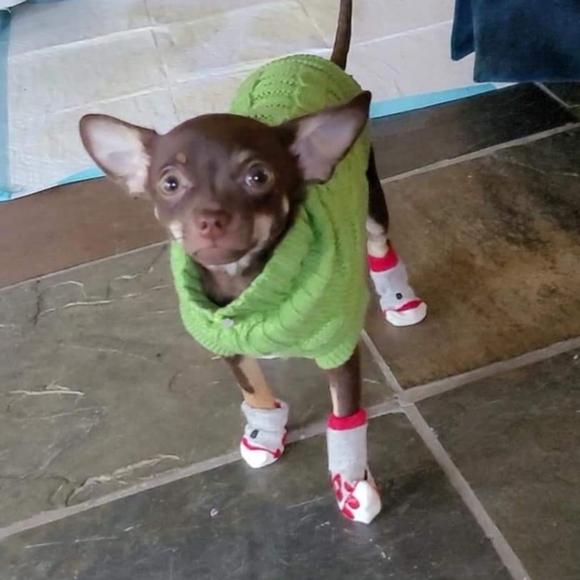 Dog Socks - Picture 5 of 11